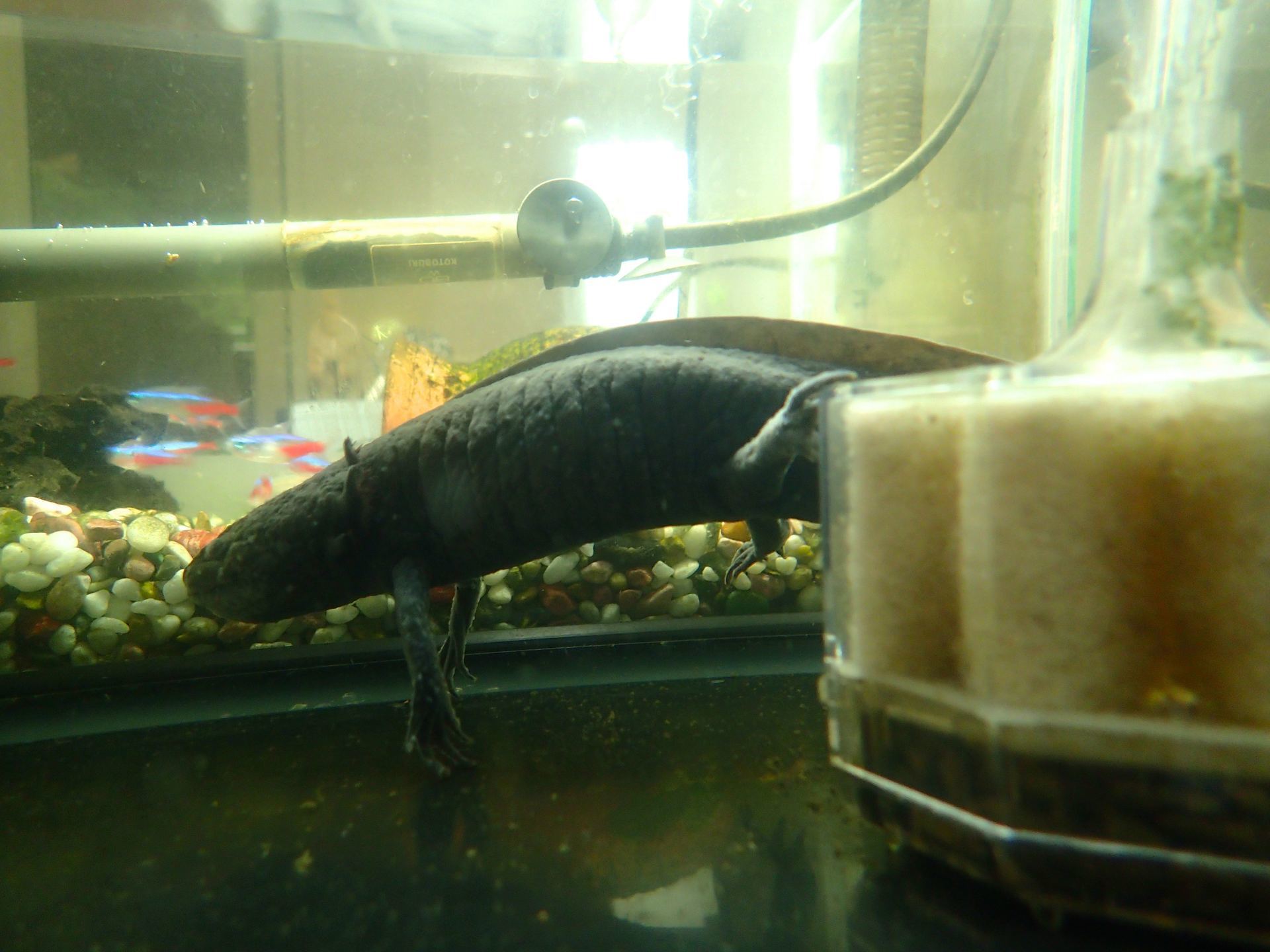 ウーくんのリラックスポーズ コピーライター のち 学生